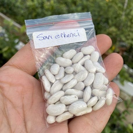 Sarı erkenci fasülye tohumu