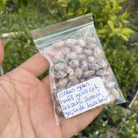 Erken gelen hafif geniş zamanı geçsede taze fasülye tohumu