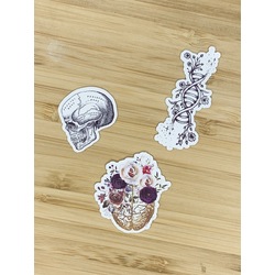 Anatomi 3'lü Sticker