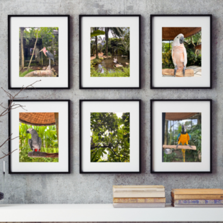 Bali Kuşları Dijital Poster Seti – 7 Parça Duvar Sanatı, Anında İndir