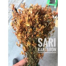 Sarı Kantaron-1 Demet-Kazdağı