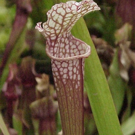 Beyaz Tepeli Sürahi Bitkisi – Sarracenia leucophylla – 10 Tohum