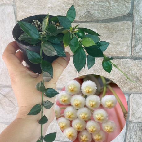Hoya lacunosa