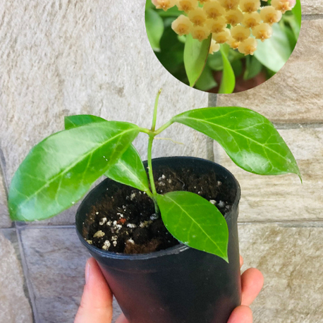 Hoya obscura 