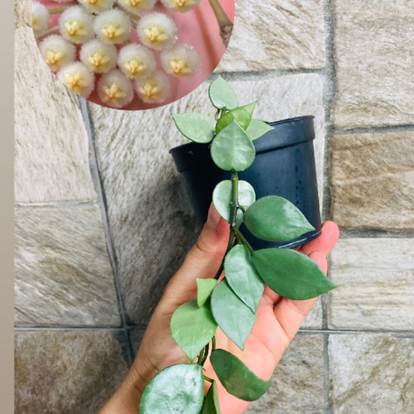Hoya süper eskimo 