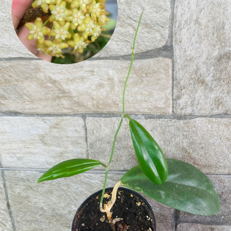 Hoya incarssata 