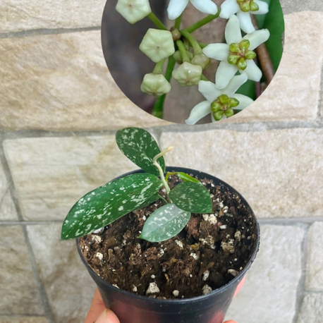 Hoya hon thom 