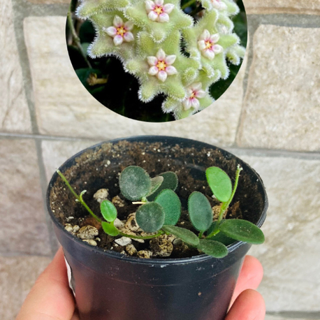 Hoya serpens 