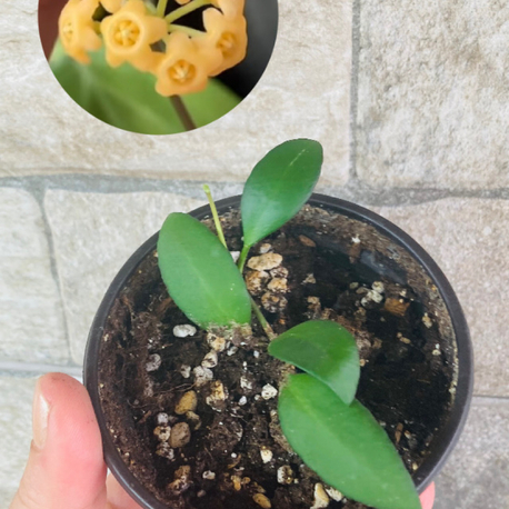 Hoya yellow sapphire 