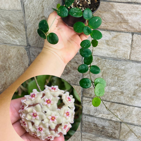 Hoya mathilde 