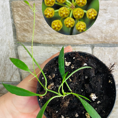 Hoya odetteae x tsangii