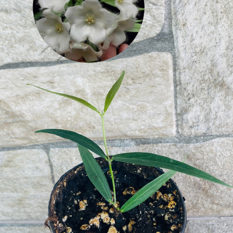 Hoya paradisiae