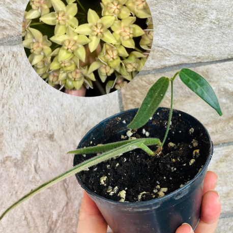 Hoya hypolasia