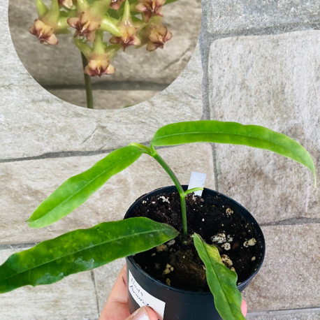 Hoya Amriata