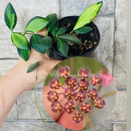 Hoya de -70 variegate