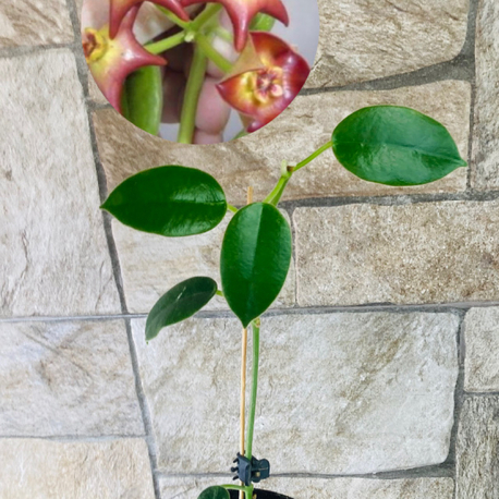 Hoya optimistic 