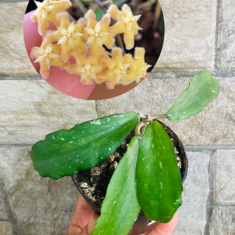 Hoya erythrina kedah peak 