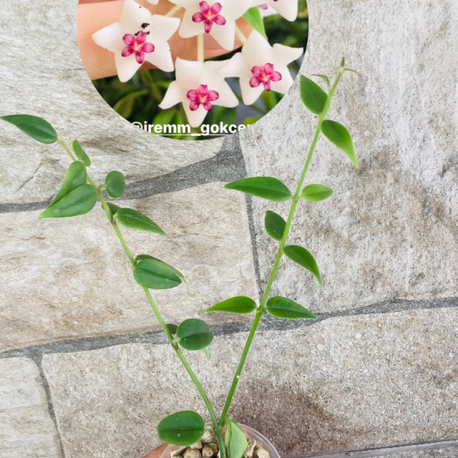 Hoya bella variegate 