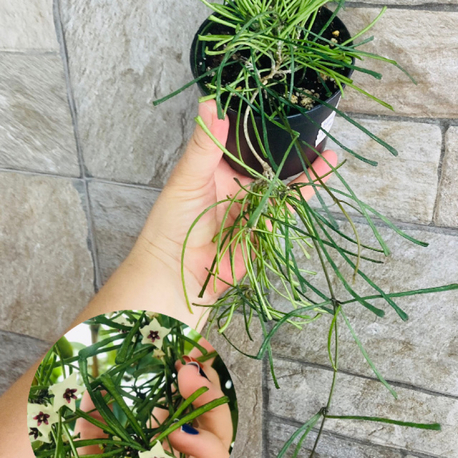 Hoya retusa 