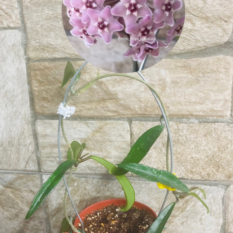Hoya mini belle