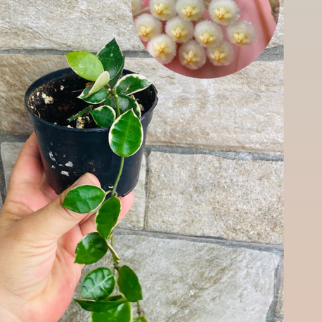 Hoya lacunosa asami 