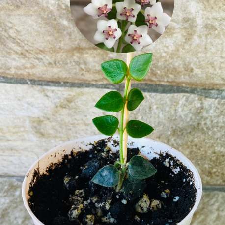 Hoya chinghungensis