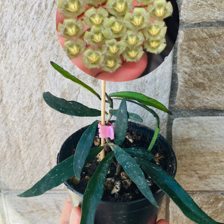 Hoya mirabilis 