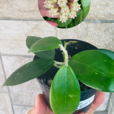 Hoya nicholsoniae x mb0001