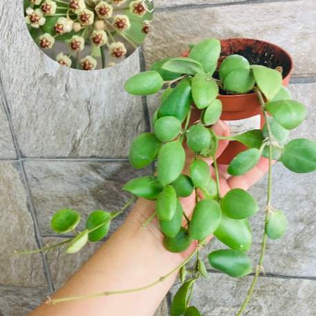 Hoya brevialata 