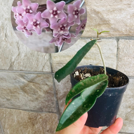 Hoya minibelle 