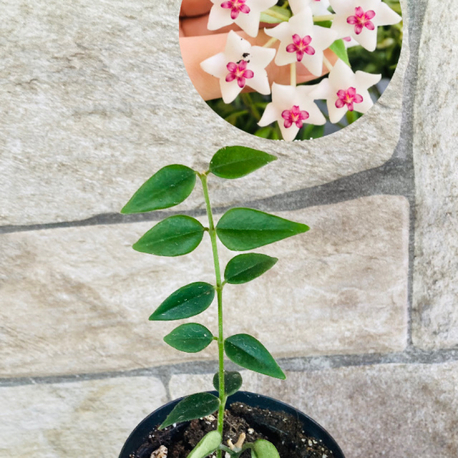 Hoya bella 