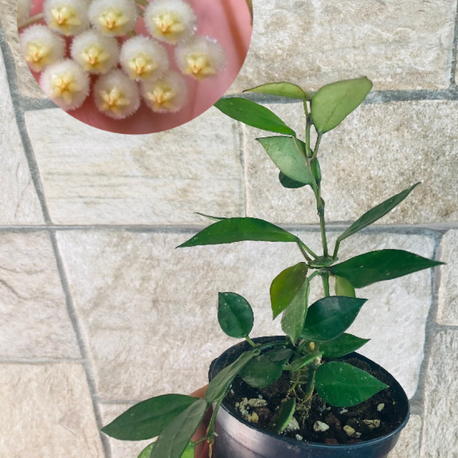 Hoya lacunosa