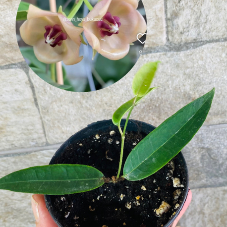 Hoya surisana orange 