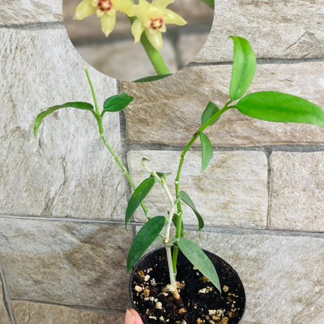 Hoya burmanica 