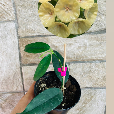 Hoya campanulata yellow 