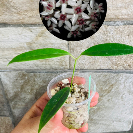 Hoya grenii