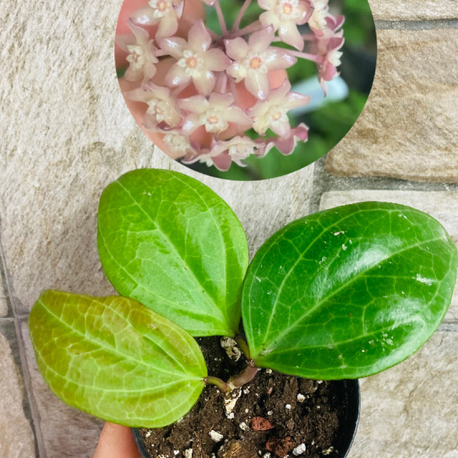 Hoya sarawak cream 