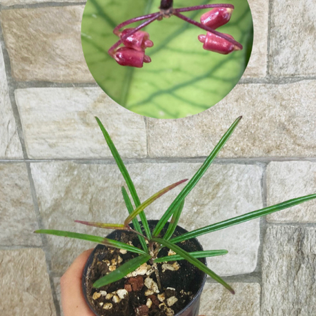 Hoya İnsularis 