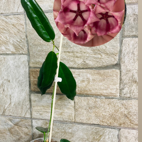 Hoya Arcboldiana pink 
