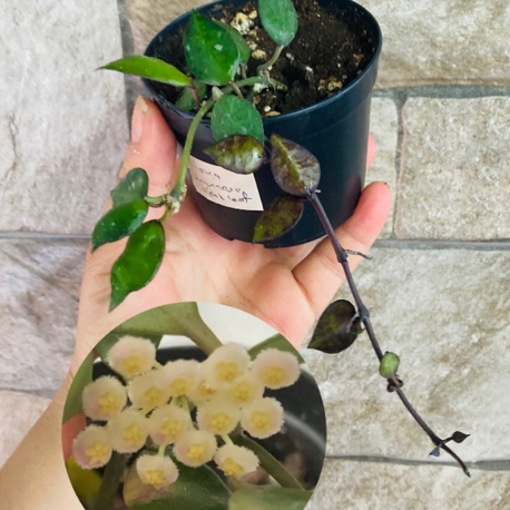 Hoya lacunosa black leaf