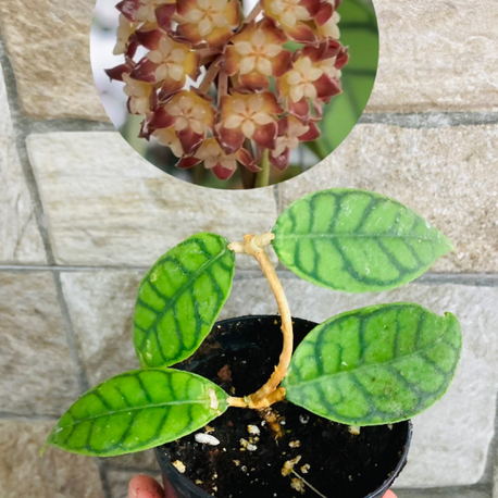 Hoya callistophylla