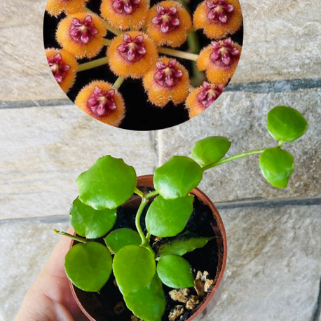 Hoya endauensis