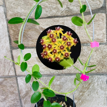 Hoya cummingiana (büyük boy)