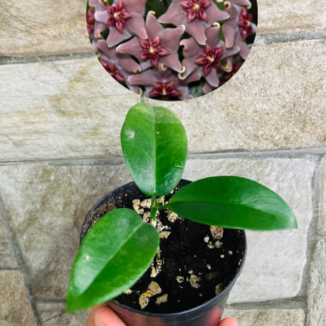 Hoya vitiensis