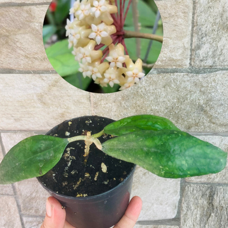Hoya sp germany 