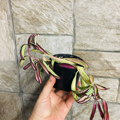 Hoya wayetii tricolar 