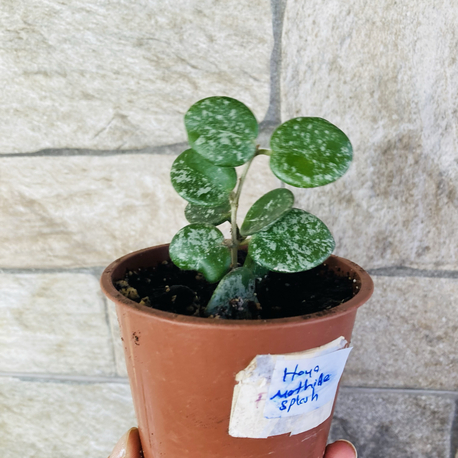 Hoya mathilde splash 