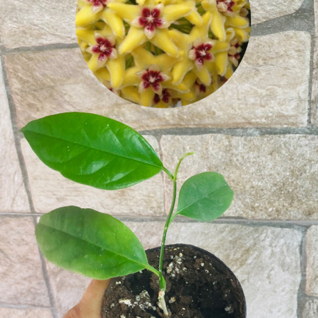 Hoya alagensis 