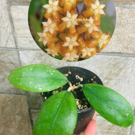 Hoya sp aff vitellina 1348