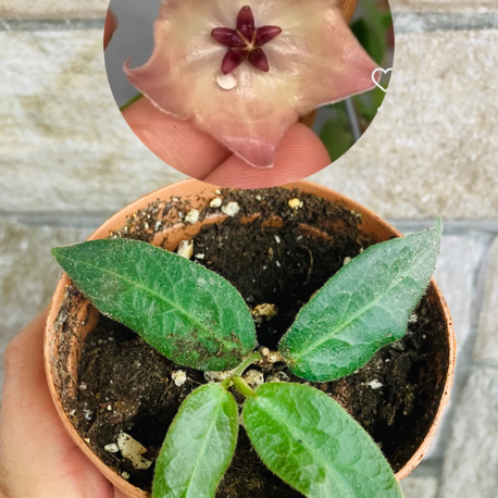 Hoya patella pink